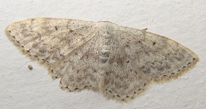 Scopula marginepunctata - Geometridae